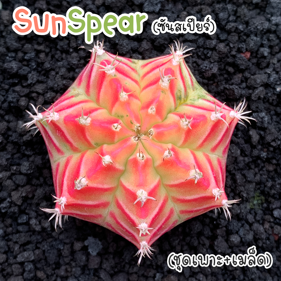 ชุดเพาะเมล็ด จำนวนจำกัด SunSpear Neon (ซันสเปียร์) กระบองเพชร/แคคตัส