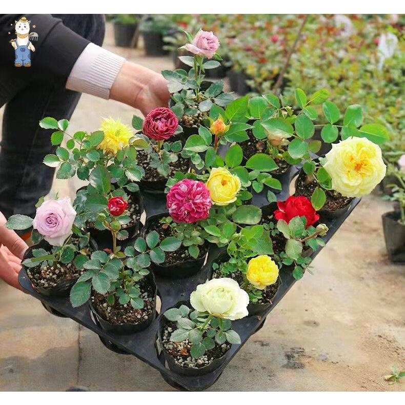 ปลูกง่าย ปลูกได้ทั่วไทย บอนสี 100 เมล็ด เมล็ดบอนสี  บอนสีหายาก ต้นไม้ประดับ ไม้ประดับ Colorful Rainbow Rose Flower Seeds - รูปที่ 5