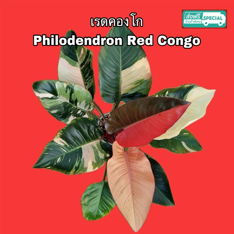 เรดคองโก Philodendron Red Congo พันธุ์ด่าง