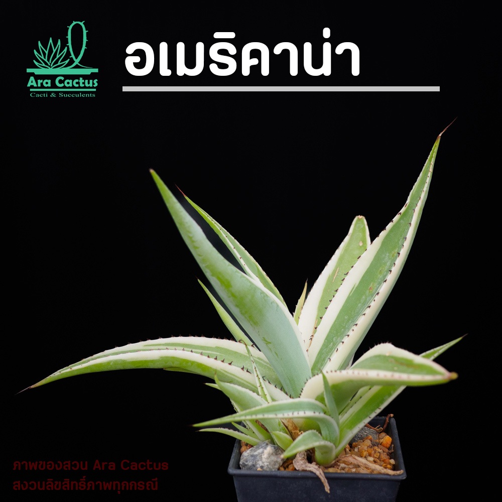 สวนขายเอง! อากาเว่อเมริคาน่าด่าง Agave americana ไซส์กระถาง 5 นิ้ว แคคตัส กระบองเพชร ต้นไม้ประดับ อวบน้ำ ตะบองเพชร