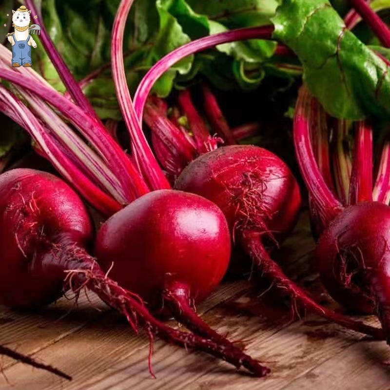 เมล็ดพันธุ์อินทรีย์ ปลูกกลางแจ้ง (50เมล็ด) เมล็ดพันธุ์ บีทรูท ปลูกง่าย อัตราการงอกสูง Giant Dark Red Beets Seeds - รูปที่ 5