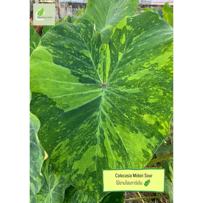 โคโลคาเซียมิโดริซาว(Colocasia Midori Sour)ไม้ฟอกอากาศ ไม้มงคล บอนสี ไม้ประดับ ไม้แต่งสวน ราคาถูกสุดๆ ไม้ด่าง ไม้หายาก
