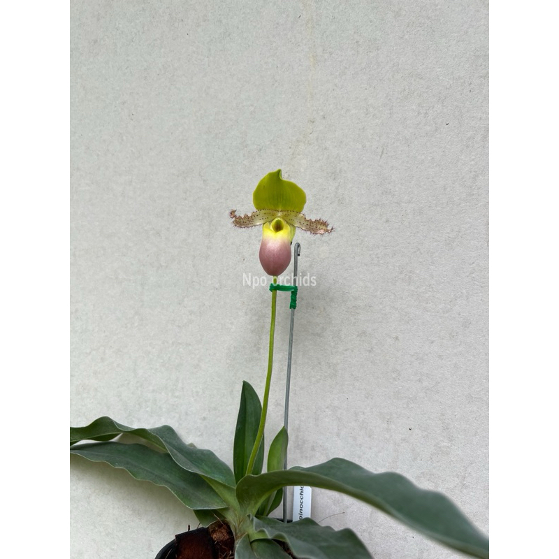 paph primulinum var alba x Paph. Pinocchio