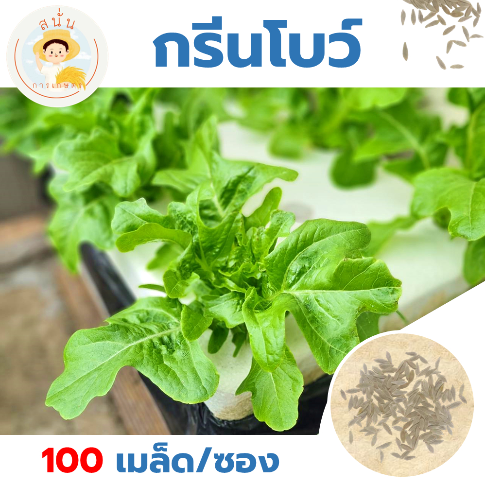 เมล็ดพันธุ์ ผักสลัด กรีนโบว์ (Green Bowl) สลัดโบว์ ใบหยักสีเขียว มีรสหวาน กรอบ (1 ซอง 100 เมล็ด)