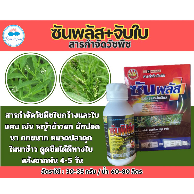 ✳️ ซันพลัส +ซันฟิล์ม(จับใบ) ขนาด 100 กรัม  ยากำจัดวัชพืชใบแคบ(ลิเก กระดูกไก่ หญ้าแดง หญ้าปล้อง)