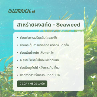100G/500G สาหร่ายทะเล สาหร่ายผงสกัด สาหร่ายพืช ช่วยเร่งการเจริญเติบโต เพิ่มน้ำหนักผล เร่งแตกดอก / Seaweed extract powder