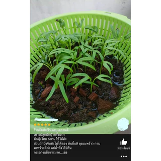 เมล็ดพันธุ์ ผักบุ้งแก้ว 20 กรัม 🪴{ซื้อ 10แถม2 คละได้}เมล็ดใหม่สมบูรณ์ อัตราความงอกสูง