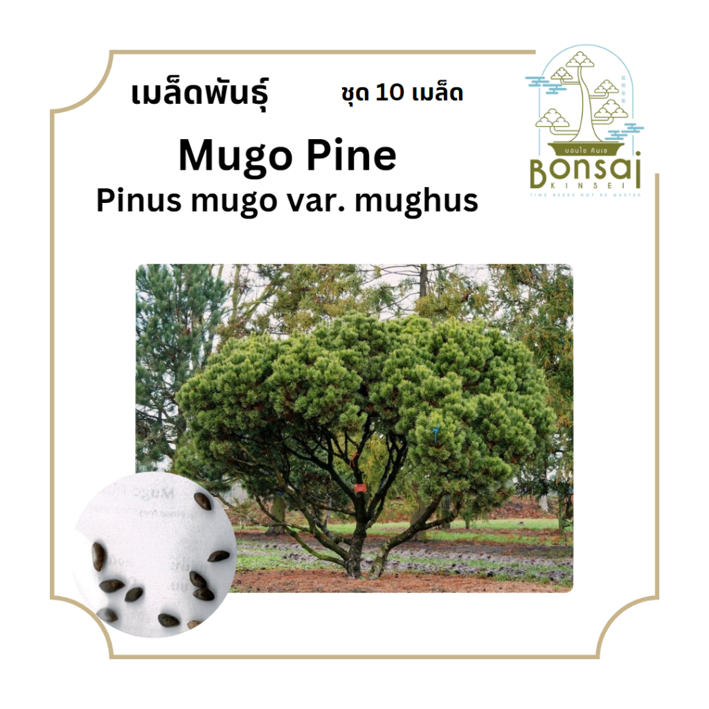 Mugo Pine Pinus mugo var. mughus เมล็ดพันธุ์ ต้นสน สนมิวโก้ สนภูเขา ต้นคริสมาส บอนไซ ชุด 10 เมล็ด