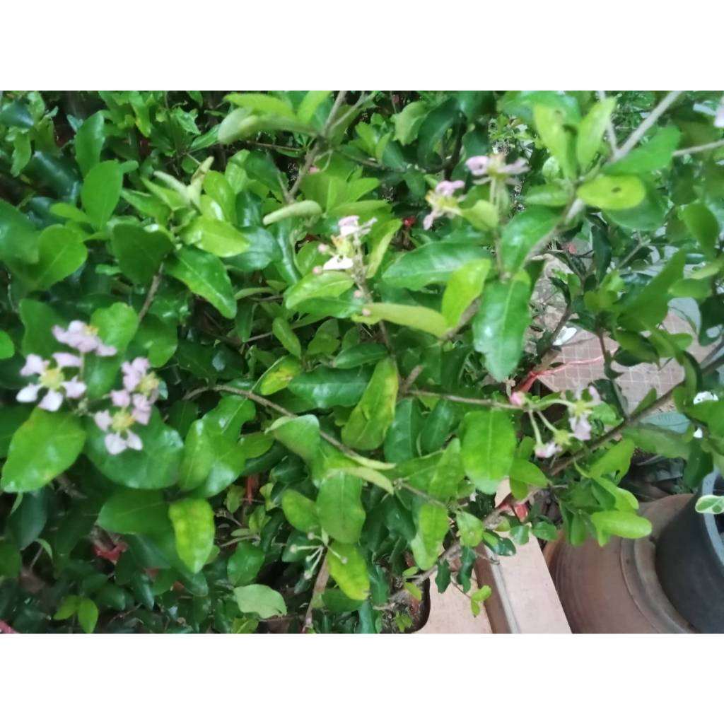 ต้นเชอร์รี่หวาน (แบบกิ่งตอน) ขนาดความสูง 60-70 ซม. - รูปที่ 4