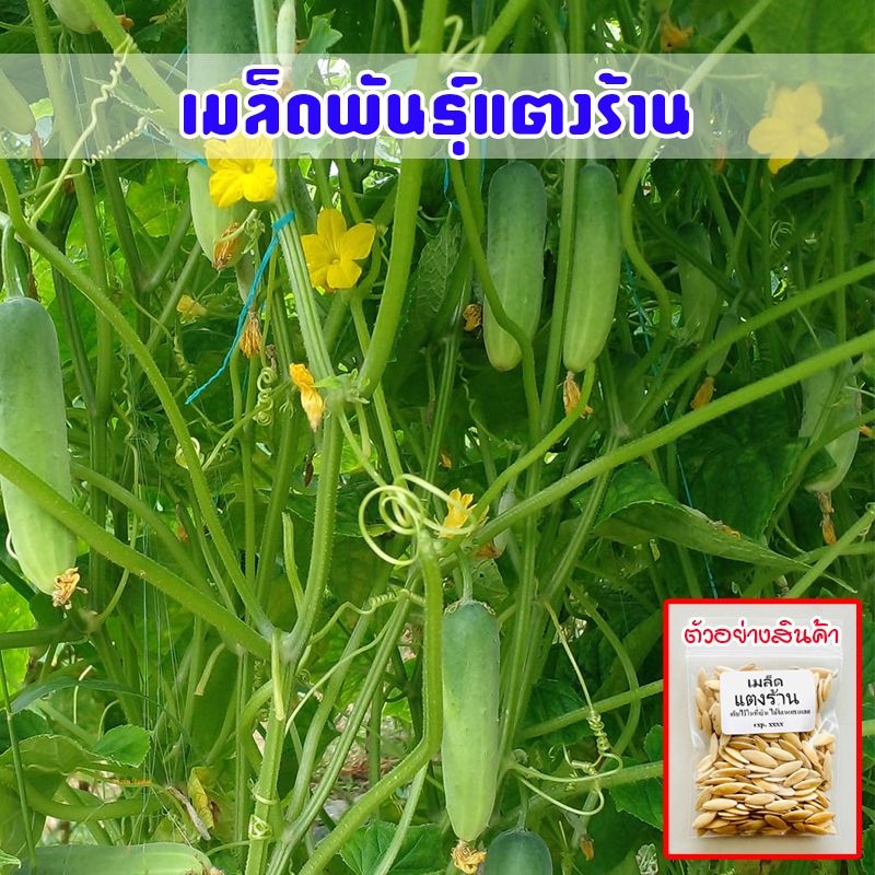 แตงร้าน เมล็ดพันธุ์ 40-100 เมล็ด ปลูกต่อได้ทุกพื้นที่ โตไว [ซื้อ 10 แถม 1 คละได้]