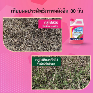 กลูโฟสวีป ยาฆ่าหญ้าทุกชนิด สารกำจัดวัชพืชสูตรเผาไหม้ น้ำสีชมพู เร็ว แรง ตายเรียบ
