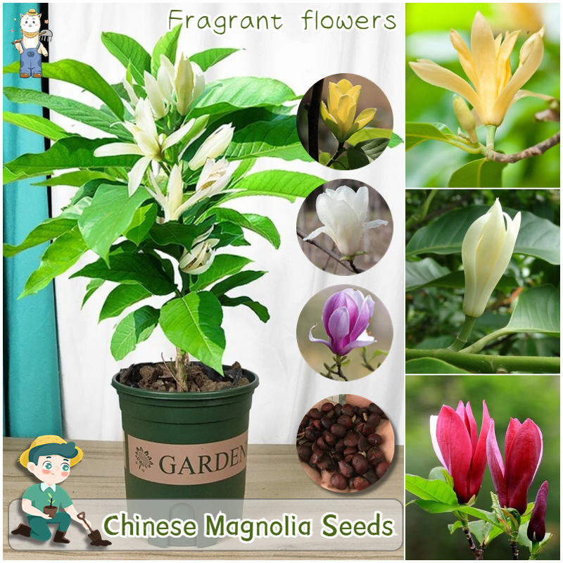 30 เมล็ด เมล็ดพันธุ์ แมกโนเลีย ดอกไม้หอม บรรจุ สีผสม Chinese Magnolia Plant Seeds Flower 30Seeds สารปรับปรุงดิน