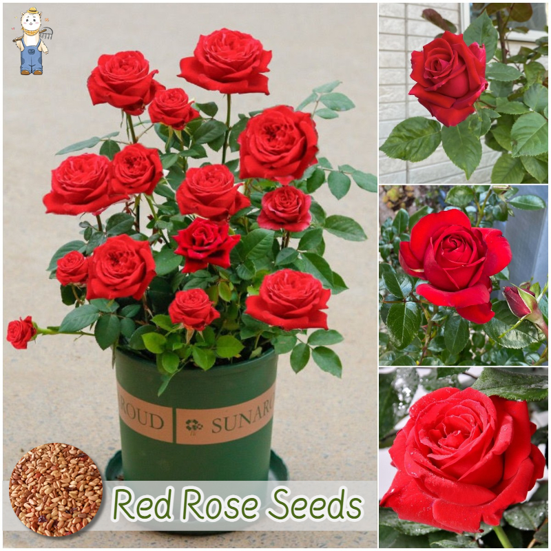 ปลูกดอกกุหลาบด้วยตัวเองให้คนรัก เมล็ดพันธุ์ กุหลาบสีแดง เมล็ดดอกกุหลาบ บรรจุ 100 เมล็ด Red Rose Flower Seeds