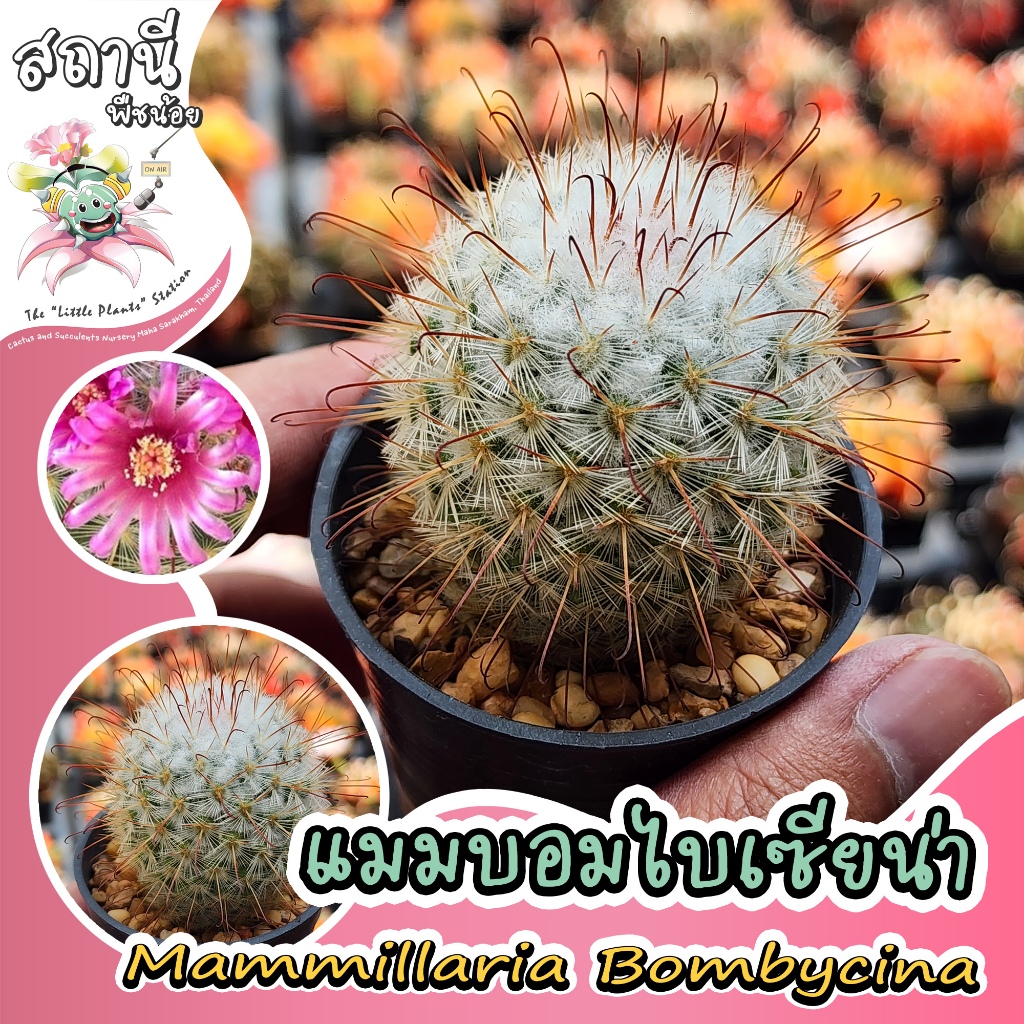 แมมบอมไบเซียน่า Mammillaria bombycina กระบองเพชร ไม้อวบน้ำ succulent แคคตัส cactus ขนาด 4.5-5 cm