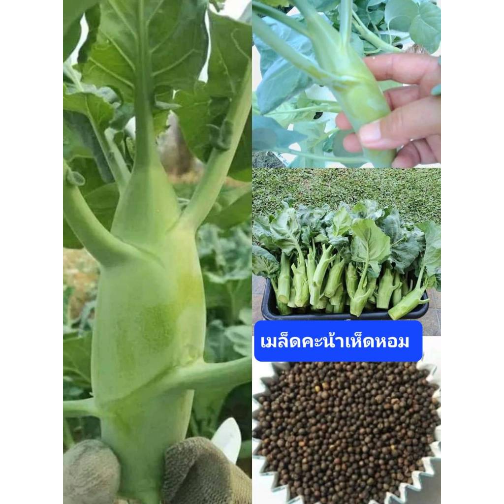 FOZU  คะน้าเห็ดหอม 400 เมล็ด เมล็ดพันธุ์ผัก คะน้าต้นใหญ่ เมล็ดผักสวนครัว