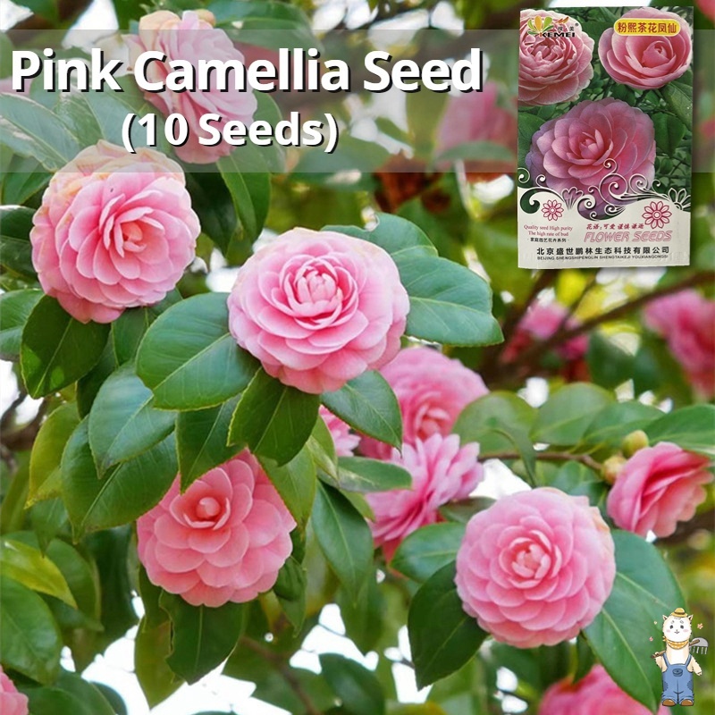 10 เมล็ด ปลูกง่าย เมล็ดสด100% เมล็ดพันธุ์ คามิเลีย บรรจุ Camellia Flower Seed for planting คละสี ไม้ดอก