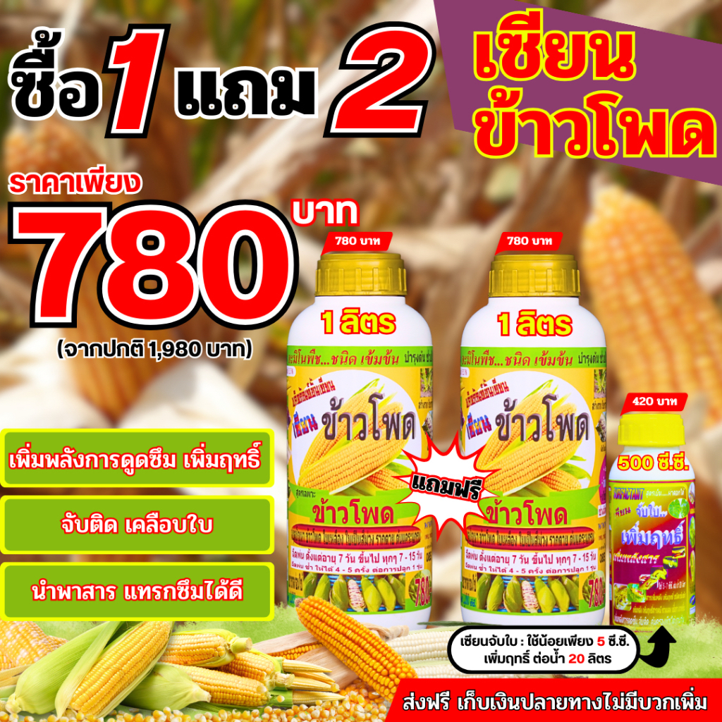 เซียนข้าวโพด 1แถม2 เพิ่มจับใบ แก้ใบเป็นสีม่วง ต้นแคระแกรน ช่วยเพิ่มผลผลิต รากและต้นแข็งแรง ฟักใหญ่