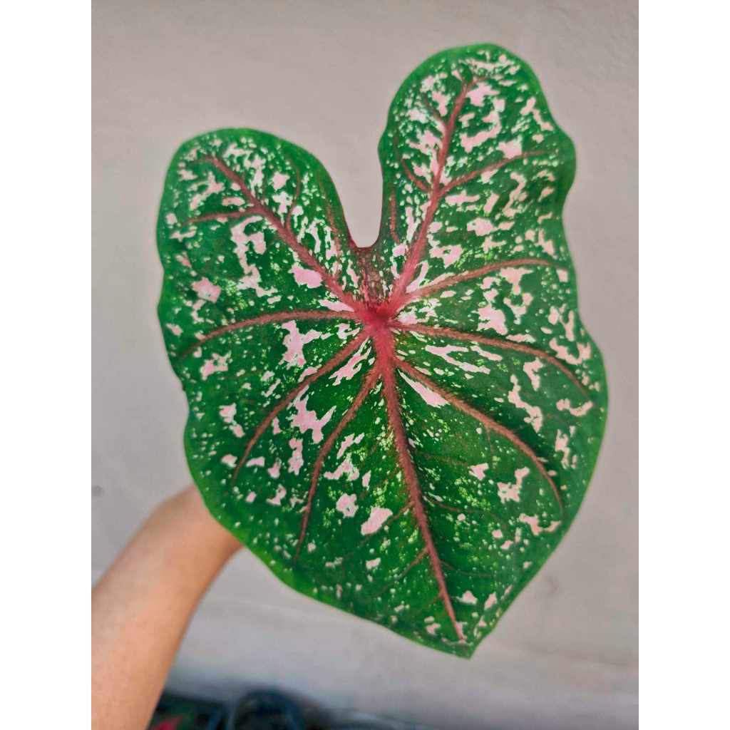 บอนสีพิ้งบิวตี้ Caladium Pink Beauty กระถาง 4 นิ้ว ส่งต้นไม้พร้อมกระถาง