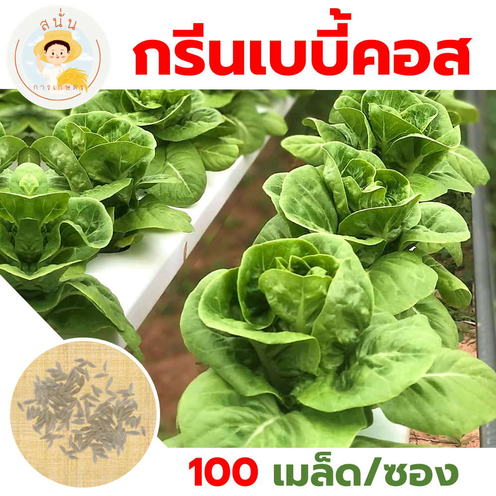 เมล็ดพันธุ์ ผักสลัด เบบี้คอส (Green Baby Cos) มินิคอส ใบกรอบสีเขียว ทรงห่อหัว (1 ซอง 100 เมล็ด)