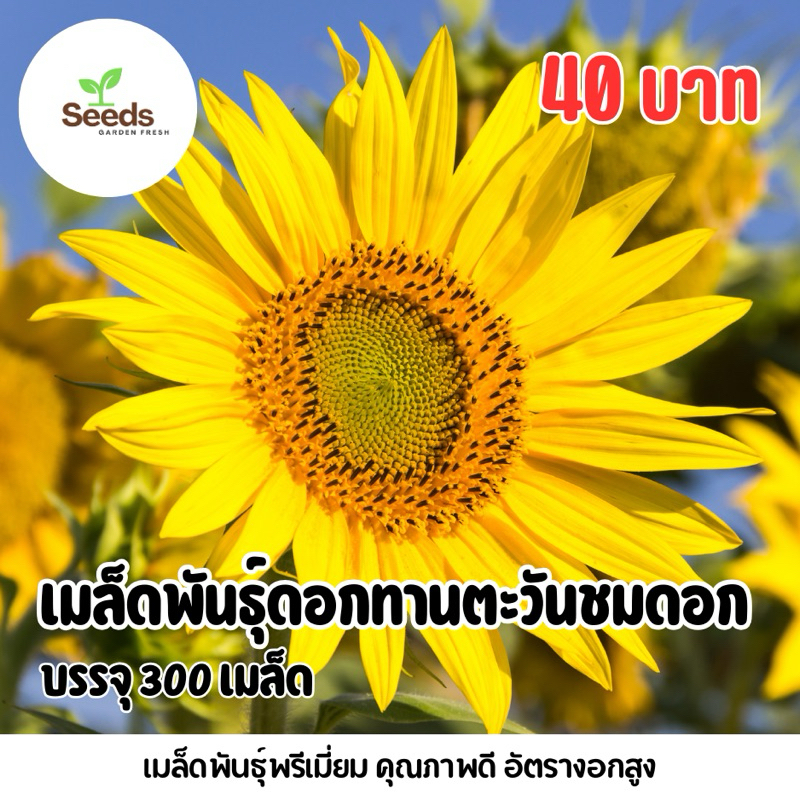 เมล็ดพันธุ์ทานตะวันชมดอก บรรจุ 300 เมล็ด