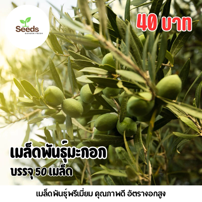 เมล็ดพันธุ์ มะกอก บรรจุ 50 เมล็ด [Seeds Garden Fresh]