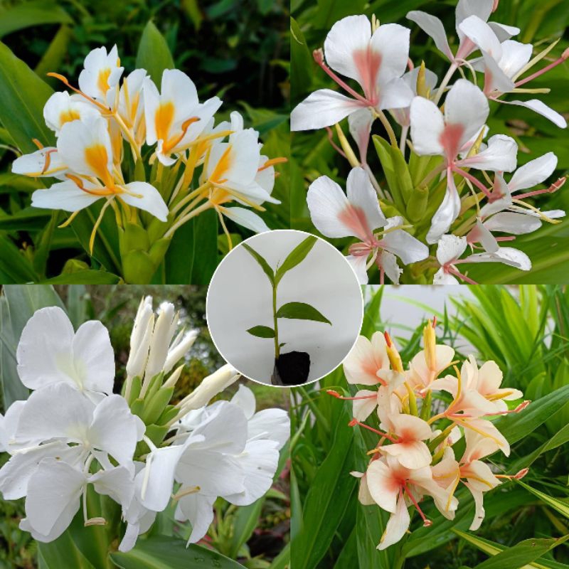 ว่านมหาหงส์   ต้นสะเลเตทุกสีส่งเป็นต้นนะคะ / butterfly lily /  999garden
