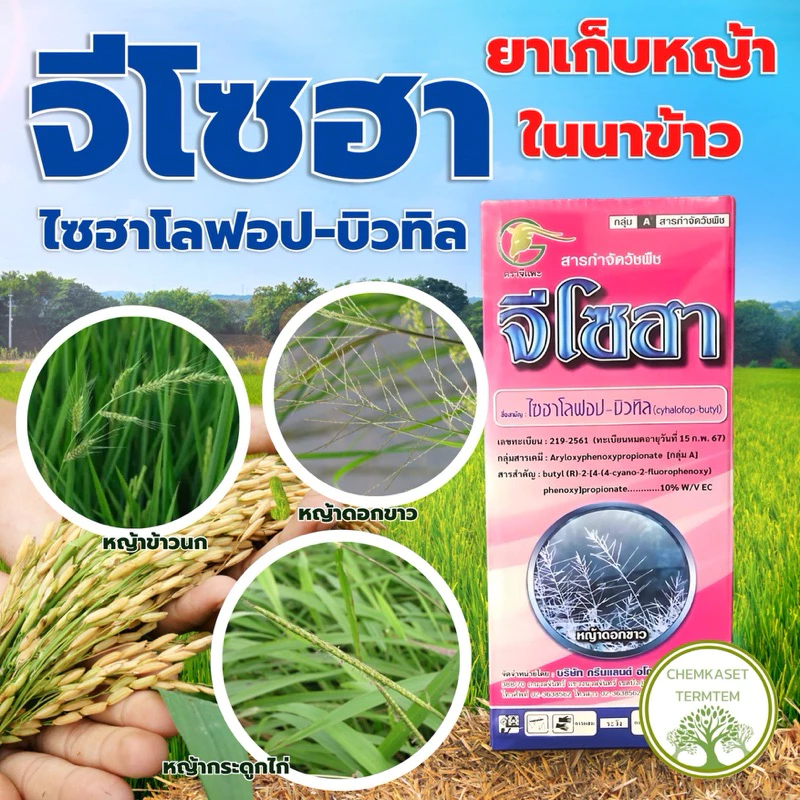 จีโซฮา 1 ลิตร ไซฮาโลฟอป-บิวทิล หญ้าเดือย ข้าวนก หญ้าน้ำเค็ม ฉีดได้ตั้งแต่คุมเลน-ข้าวโต ไม่แดง ไม่งัน