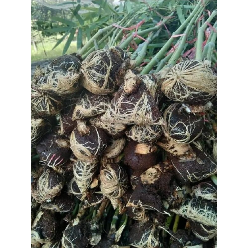 ไผ่ซางหม่นแท้ 100% (ขั้นต่ำ2ต้น) กิ่งตอน1เมตรปลูกได้ในทุกสภาพดิน พื้นที่แห้งแร้ง ดินลูกรัง ดินปนหิน ปลูกได้หมดค่ะ.