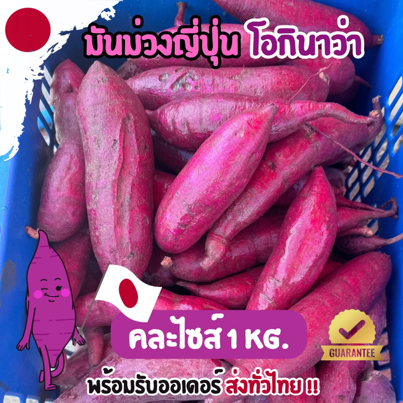 มันม่วงหวานญี่ปุ่นโอกินาว่า คละไซส์ 1 กิโล ปลูกในไทย