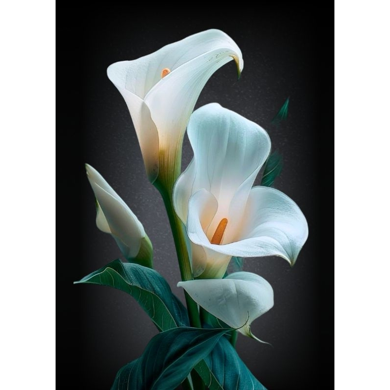 รูปโปสเตอร์ ดอกไม้ ไม่มีกรอบ ติดผนัง ความสวยงาม ตกแต่งบ้าน ขนาด A3