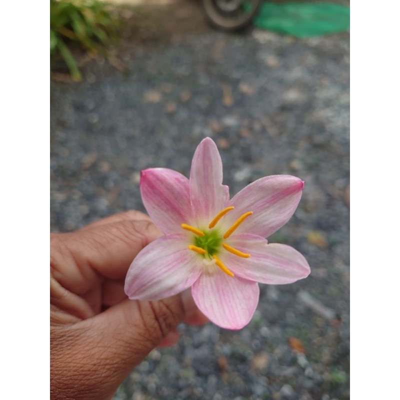 บัวดินสีชมพูอ่อน จันจิรา      z.Chanjira