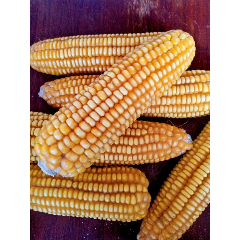 สั่ง2โลขึ้นนะคะ ข้าวโพดเลี้ยงสัตว์ ไก่ เป็ด เมล็ดสวยปลอดสารพิษจากเกษตรกรปลูกเองมีจำกัดในฤดู ราคา ถูกที่สุด ดีลบีเคเค แกลเลอรีภาพที่ 4