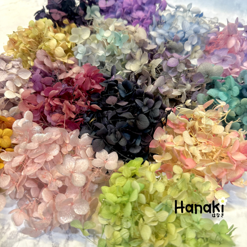 【พร้อมส่ง】 ดอกไฮเดรนเยียแห้ง ไฮเดรนเยียทูโทน Preserve hydrangeas ดอกไม้ทำเรซิ่น