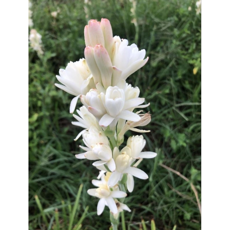 ซ่อนกลิ่นฮอลแลนด์ สีขาวซ้อน/สีชมพูซ้อน (มี6-7กอ)