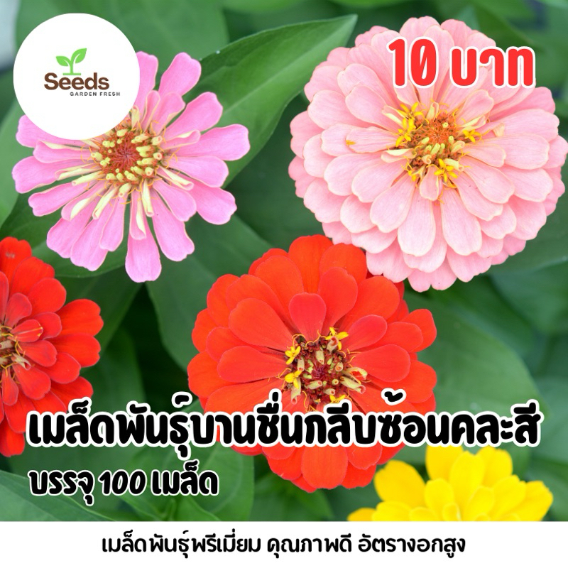 เมล็ดพันธุ์ดอกบานชื่นกลีบซ้อนคละสี บรรจุ 100 เมล็ด  แถมฟรีวิธีปลูก