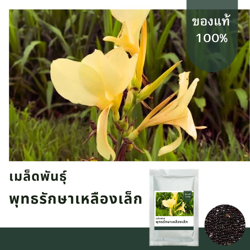 เมล็ดพันธุ์ดอกพุทธรักษาเหลืองเล็ก บรรจุ 150 เมล็ด📌เมล็ดพันธุ์มาตราฐาน อัตตราการงอก99%
