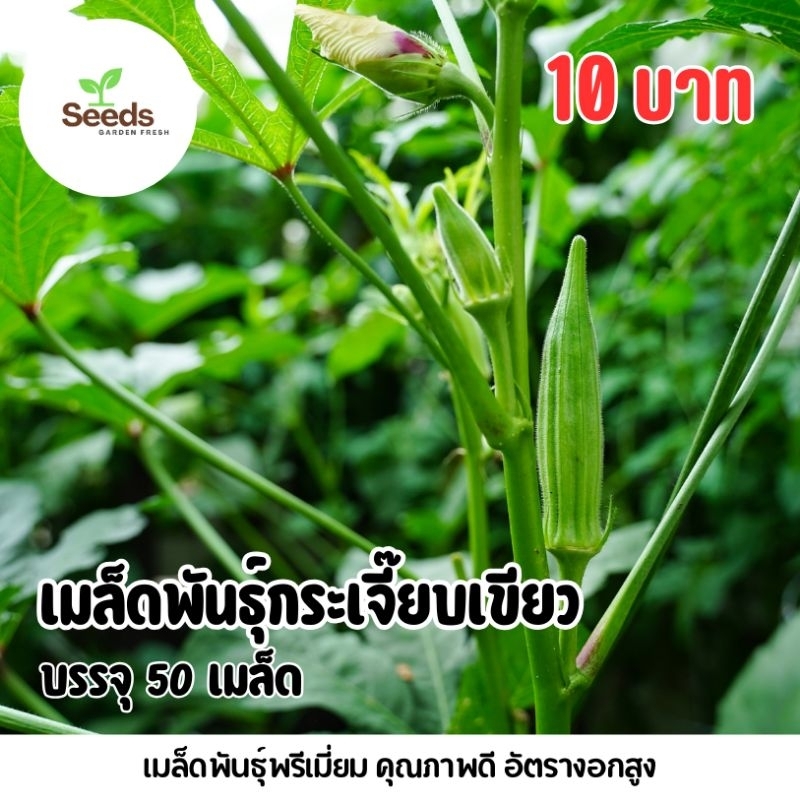 เมล็ดพันธุ์กระเจี๊ยบเขียว บรรจุ 50 เมล็ด