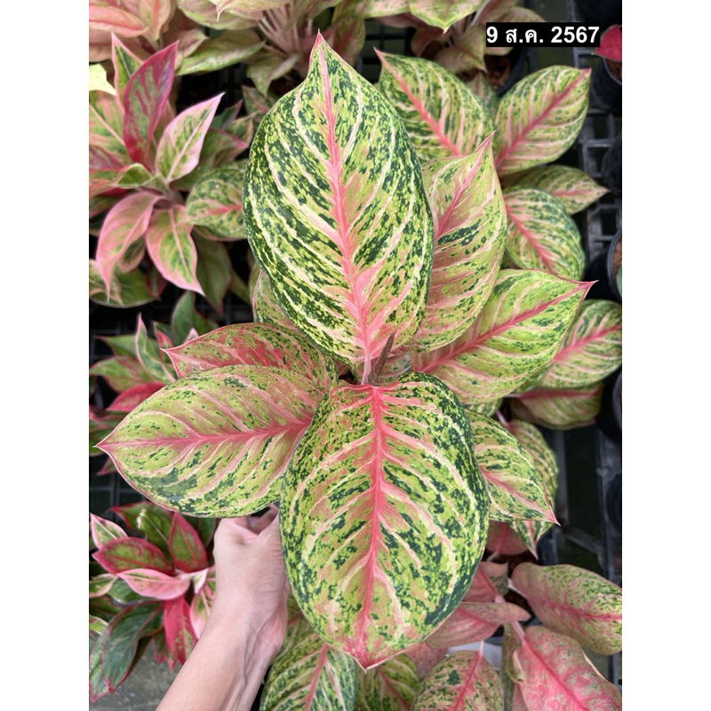 ต้นมิสไทยแลนด์ ต้นอโกลนีมา Aglaonema miss thailand กระถาง 6-8 นิ้ว สีสันสดใสสวยงาม เลี้ยงง่าย ไม้ประดับ ไม้มงคล