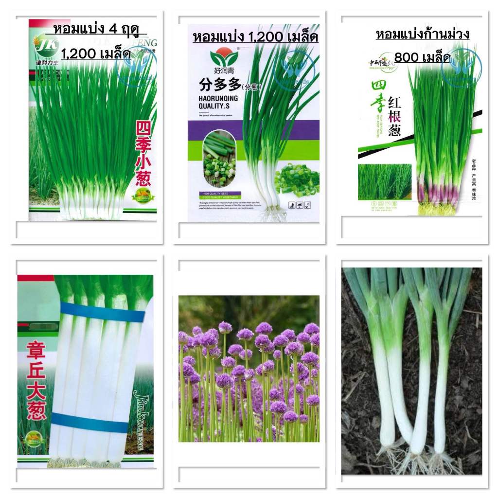 เมล็ดพันธุ์ ต้นหอมญี่ปุ่น ( Bunching Onion Seed ) บรรจุ 200 เมล็ด /  Big Onion Span หัวหอมใหญ่ สเปน หอมแขกยักษ์