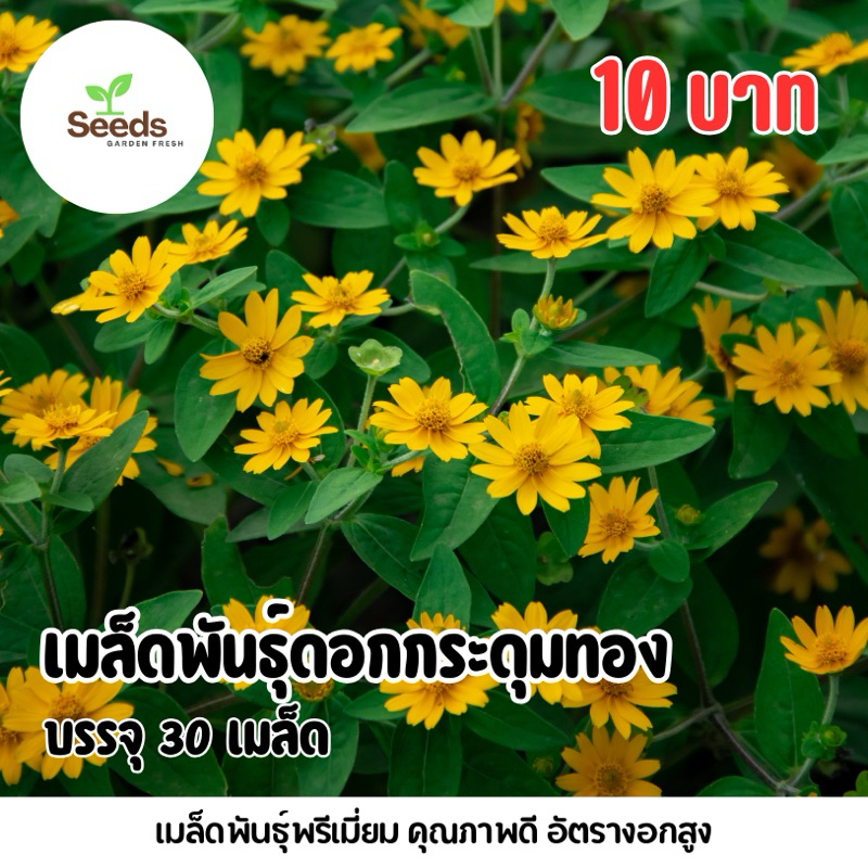 เมล็ดพันธุ์ดอกกระดุมทอง บรรจุ 30 เมล็ด/ซอง