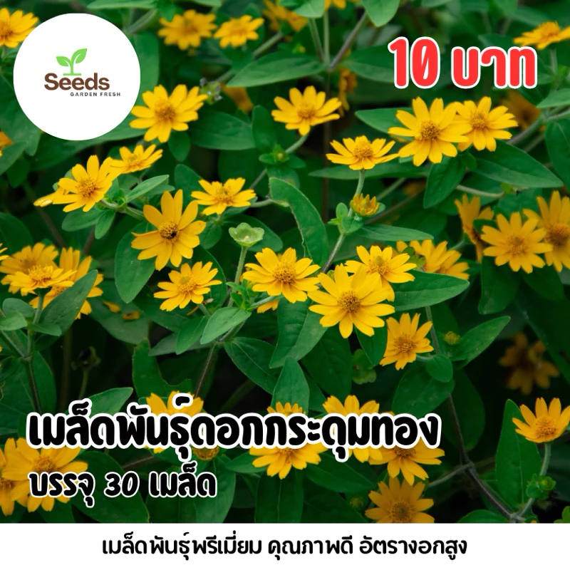 เมล็ดพันธุ์ดอกกระดุมทอง บรรจุ 30 เมล็ด/ซอง