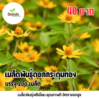 เมล็ดพันธุ์ดอกกระดุมทอง บรรจุ 200 เมล็ด