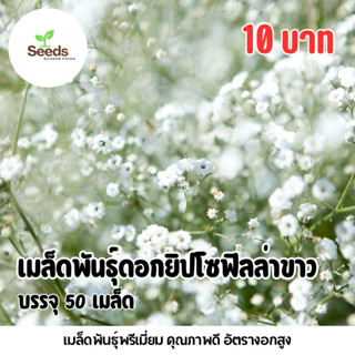 เมล็ดพันธุ์จิปโซฟิลล่า บรรจุ 50 เมล็ด/ซอง
