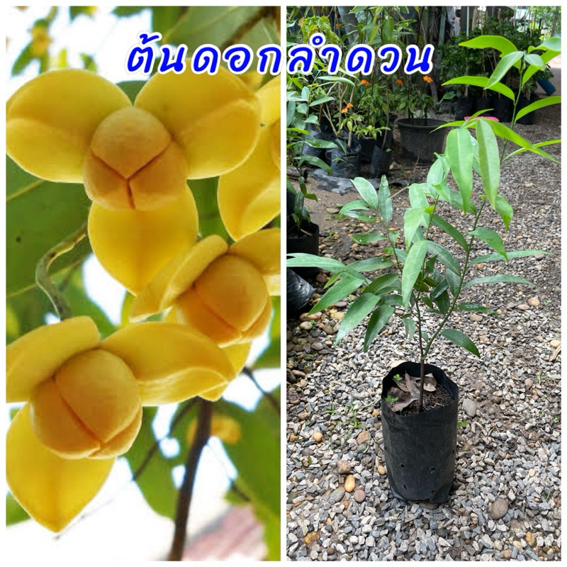 ต้นดอกลำดวน ดอกมีกลิ่นหอม เป็นไม้มงคลโบราณ ต้นพันธุ์แข็งแรงพร้อมปลูก