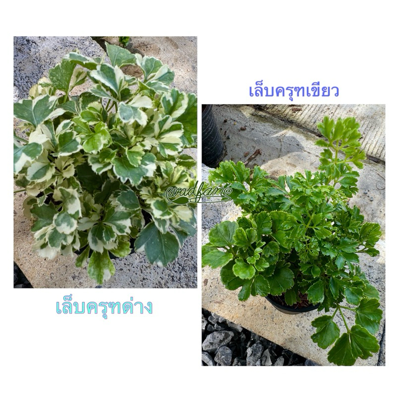 🪴💚ต้นเล็บครุฑด่าง/เขียว🪴💚
