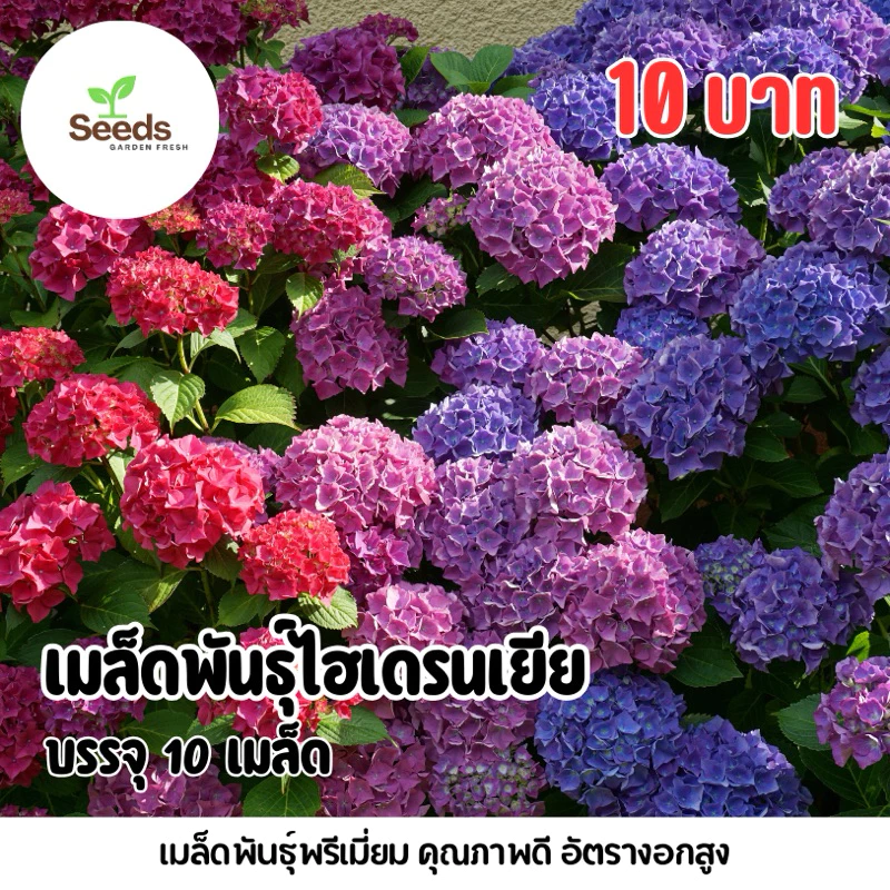 เมล็ดพันธุ์ดอกไฮเดรนเยีย บรรจุ 10 เมล็ด/ซอง