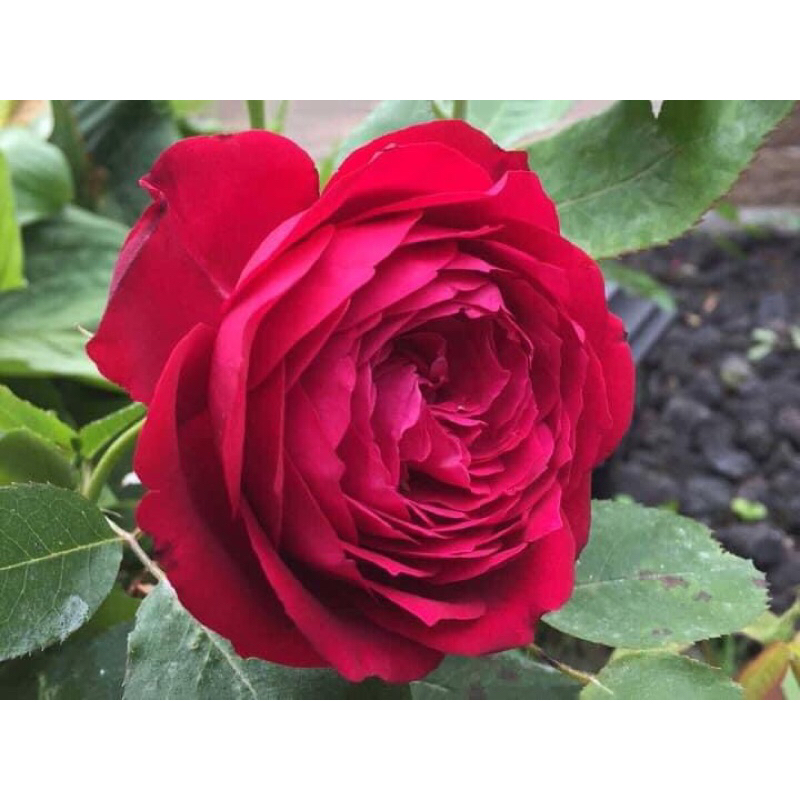 กุหลาบ-เจนิส เคลล็อค “Janice Kellogg” สีแดง ดอกใหญ่ หอมแรง