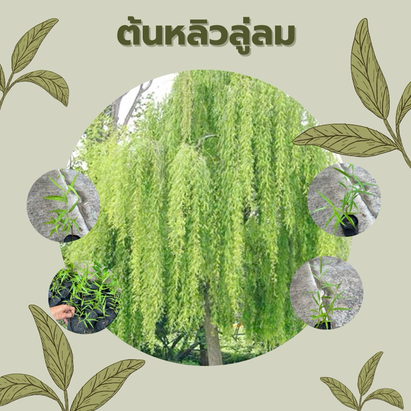 ต้นหลิวลู่ลม ลิ้ว \ Chaytongaong