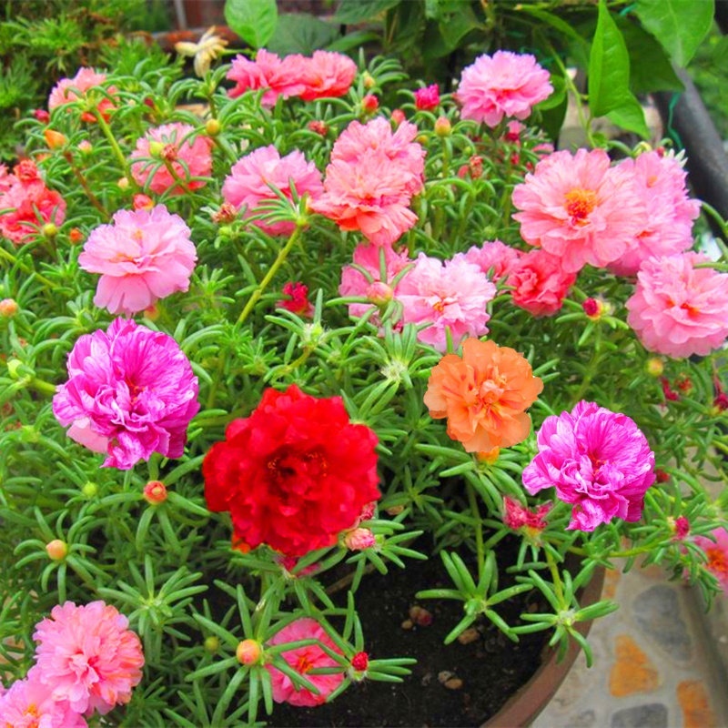ไม้ดอก 200 เมล็ด ดอกคุณนายตื่นสายซ้อน Portulaca Seed flower plants ปลูกต้นไม้ในร่ม ไม้ประดับภูมิสถาปัตยกรรม