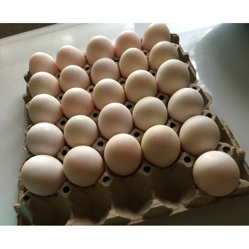 ไข่เชื้อเป็ดอี้เหลียงสำหรับฟักจัดโปร 5ฟอง แถม1 ฟอง, 10ฟอง แถม 2ฟอง